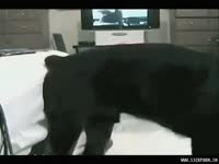 Guy opens his hips and receives fucked in this uncommon missionary animal sex Beastiality fucking video